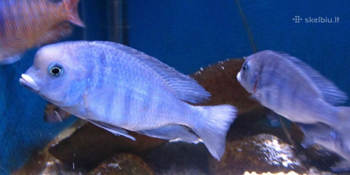 Cyrtocara moorii (delfin)