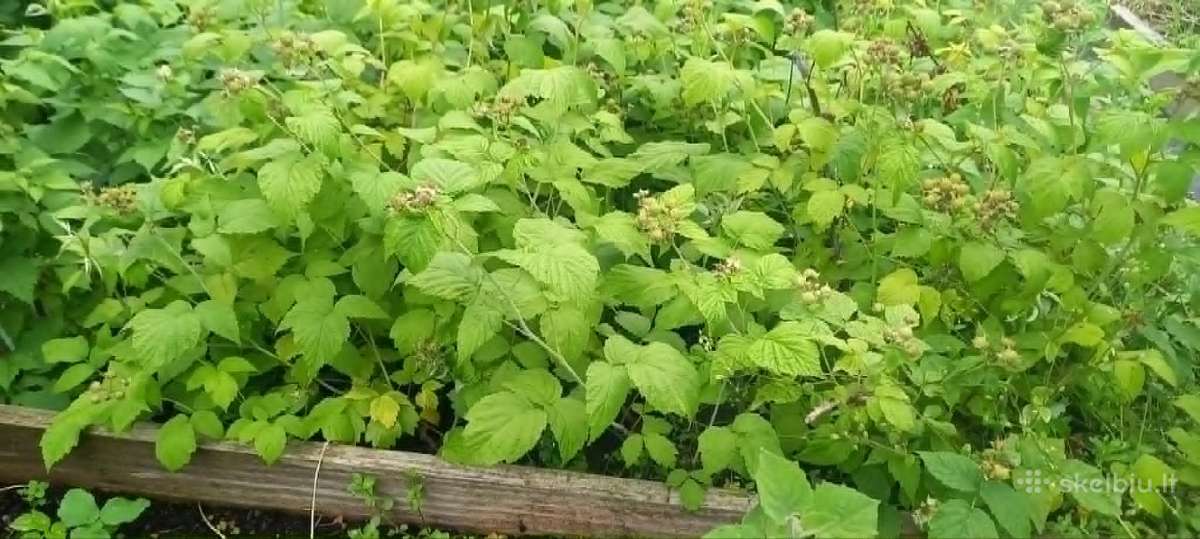 Juodos avietės vazonuose,pigiai.romainiai.