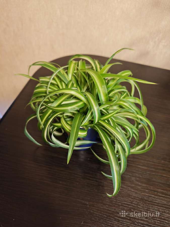 Garbanotas chlorofilas
