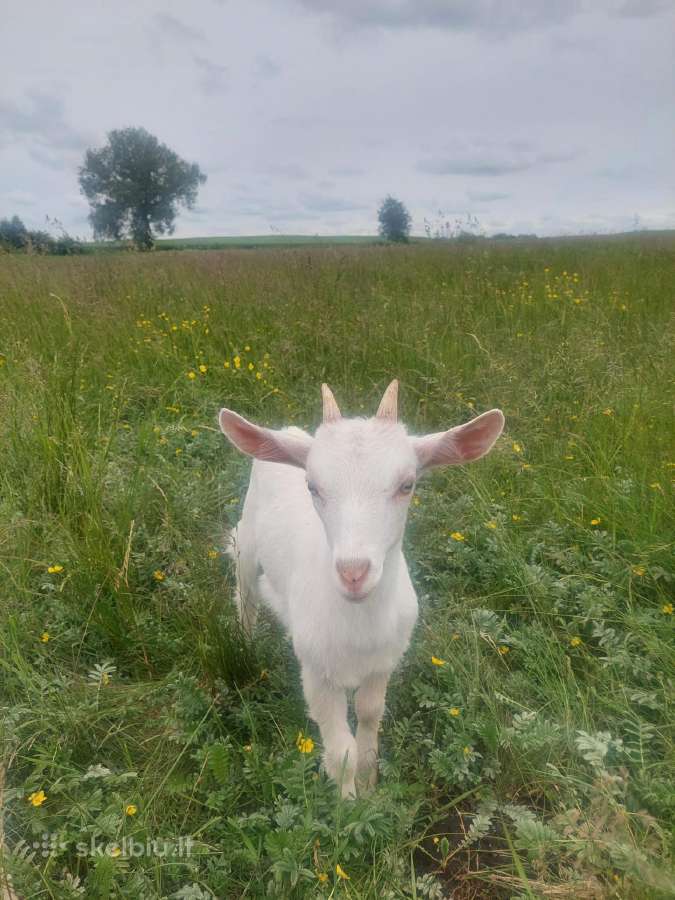 Parduodu ožiuką ir ožkytę