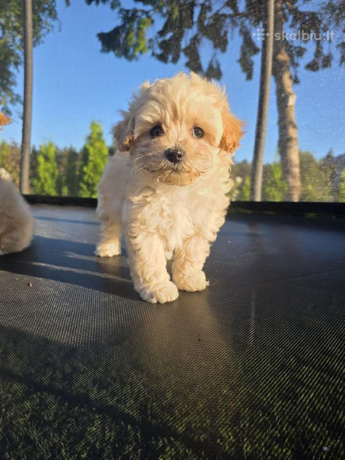 Maltipoo berniukai Braitas ir Bartas