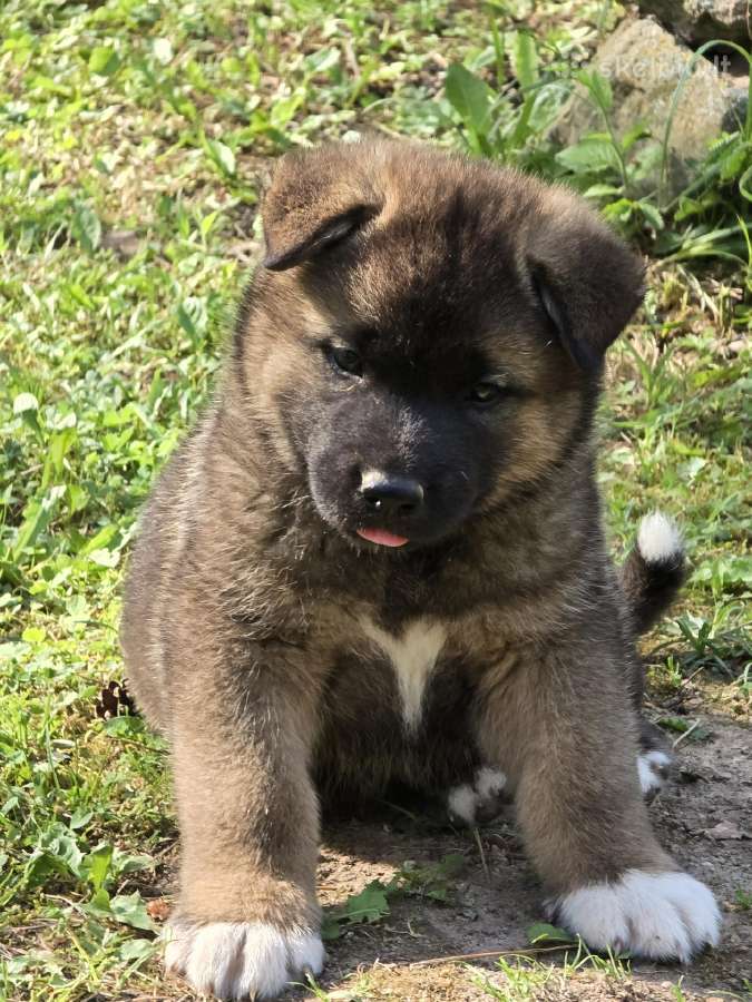 Amerikiečių akita šuniukai