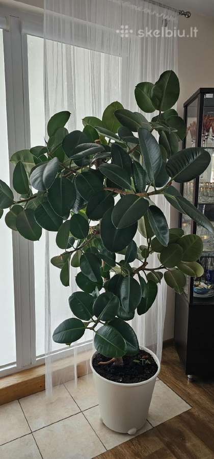 Elastinis fikusas, didžialapis (150 cm)