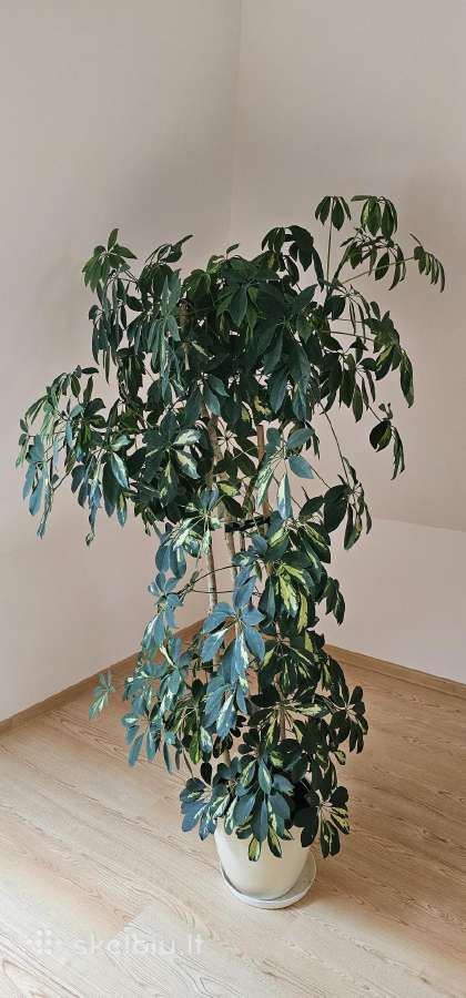 Schefflera arboricola (variegata veislė)