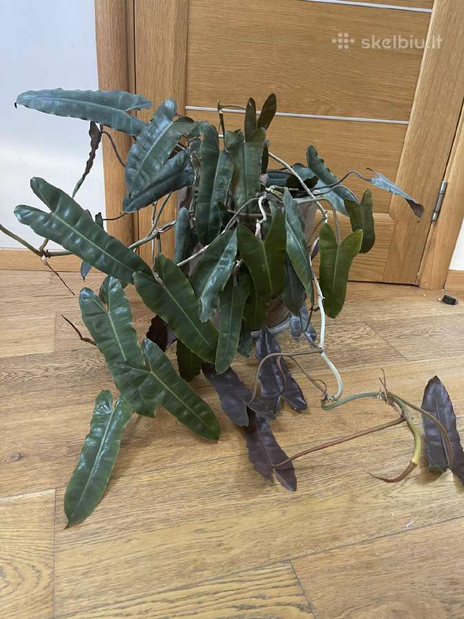 Gražus, sveikas Philodendron billietiae x atabapoe