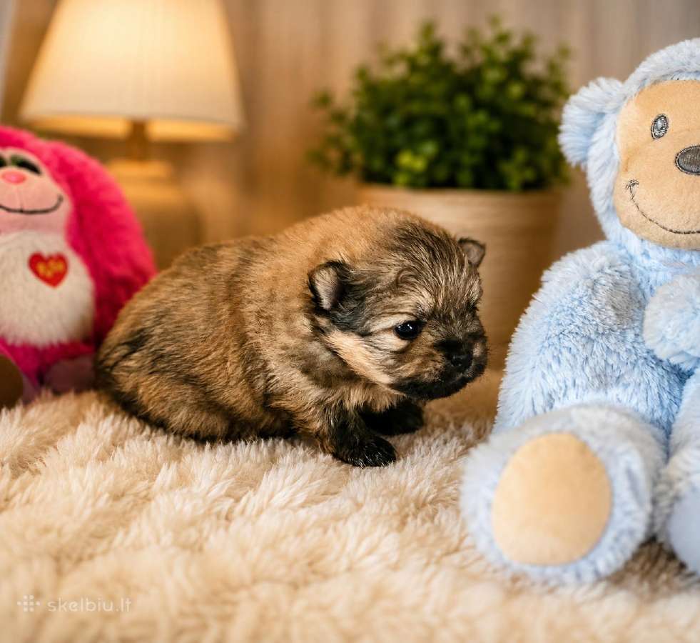 Pomeranų špiciukai