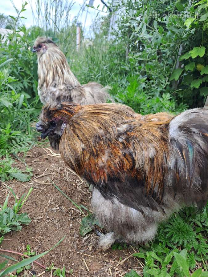 Veisliniai gaideliai šilkiai ieško naujų namų - nuotraukos Nr. 6