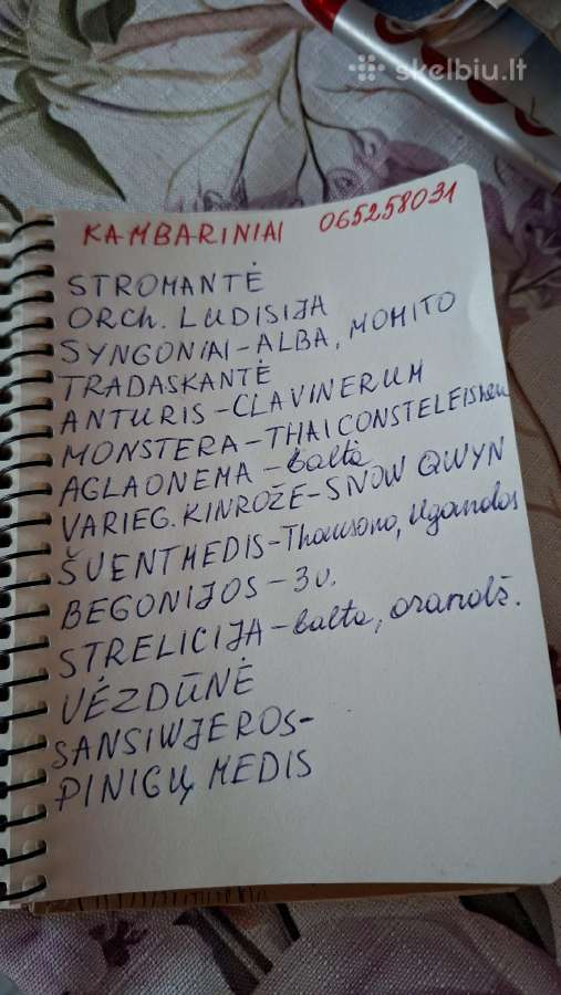 Daugiamečiai augalai - nuotraukos Nr. 38