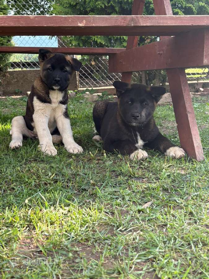 Amerikieciu akita