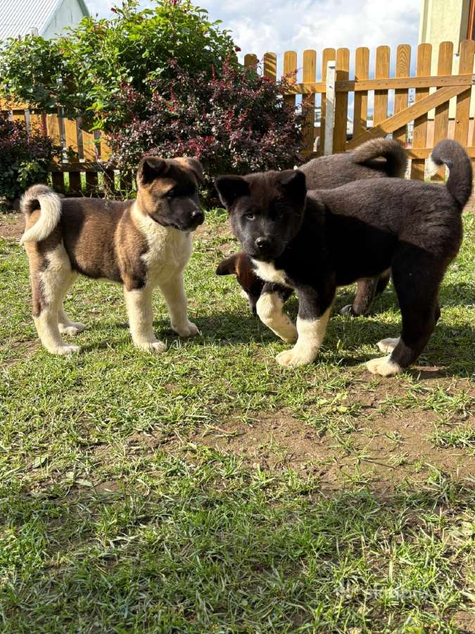 Amerikieciu akita