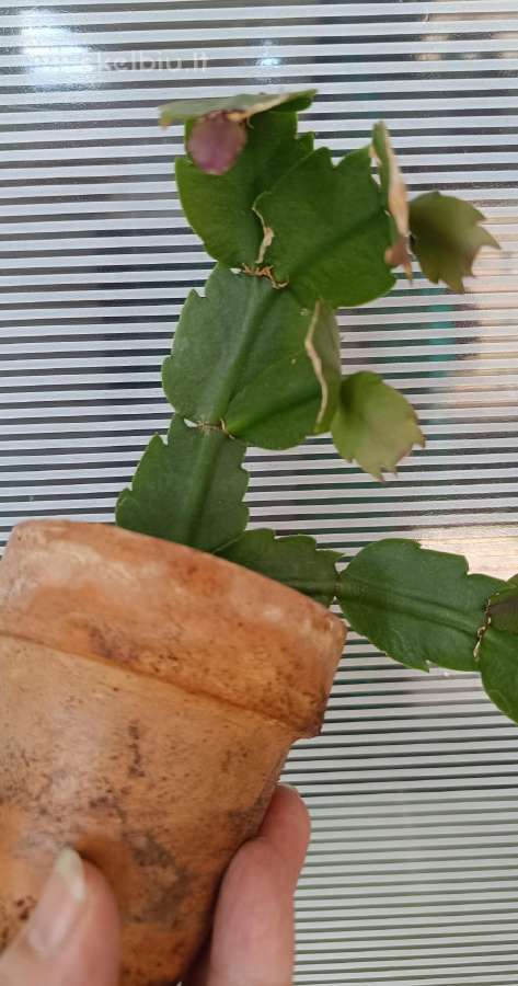 Įvairūs kambariniai augaliukai - nuotraukos Nr. 25
