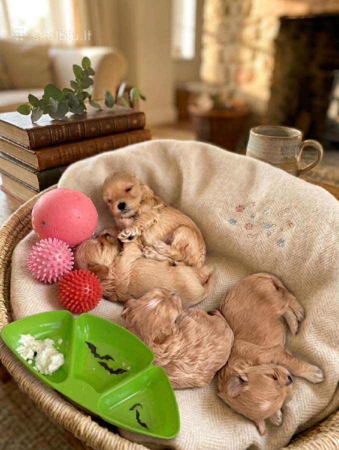 Maltipoo