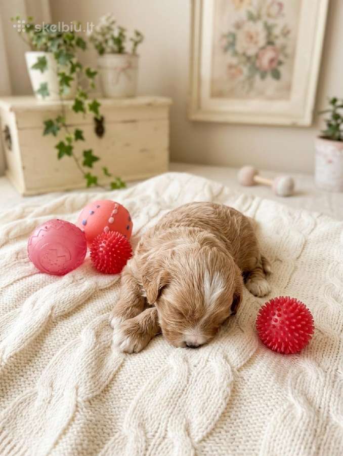 Maltipoo - nuotraukos Nr. 3
