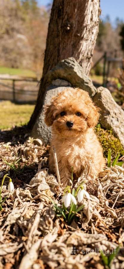 Maltipoo - nuotraukos Nr. 4