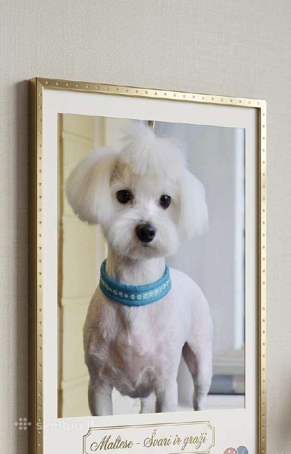 Maltipoo - nuotraukos Nr. 5