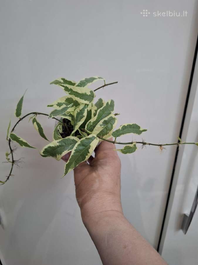 Ficus White Sunny