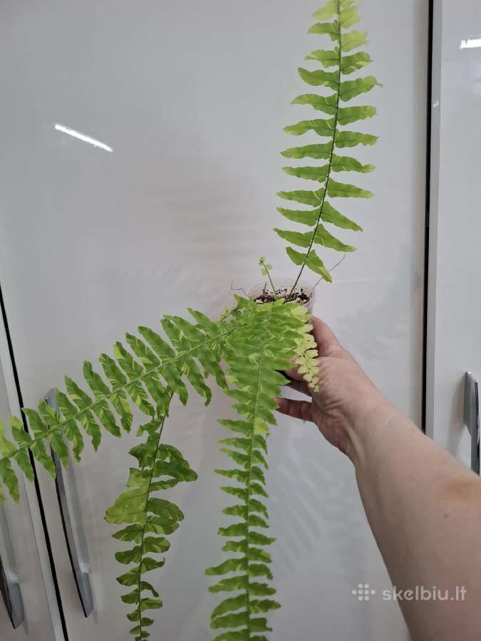 Nephrolepis exaltata ‘tiger variegata