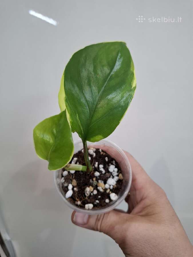 Epipremnum aureum 'Manjula Poonsin