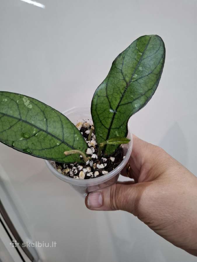 Hoya Crassipetiolata