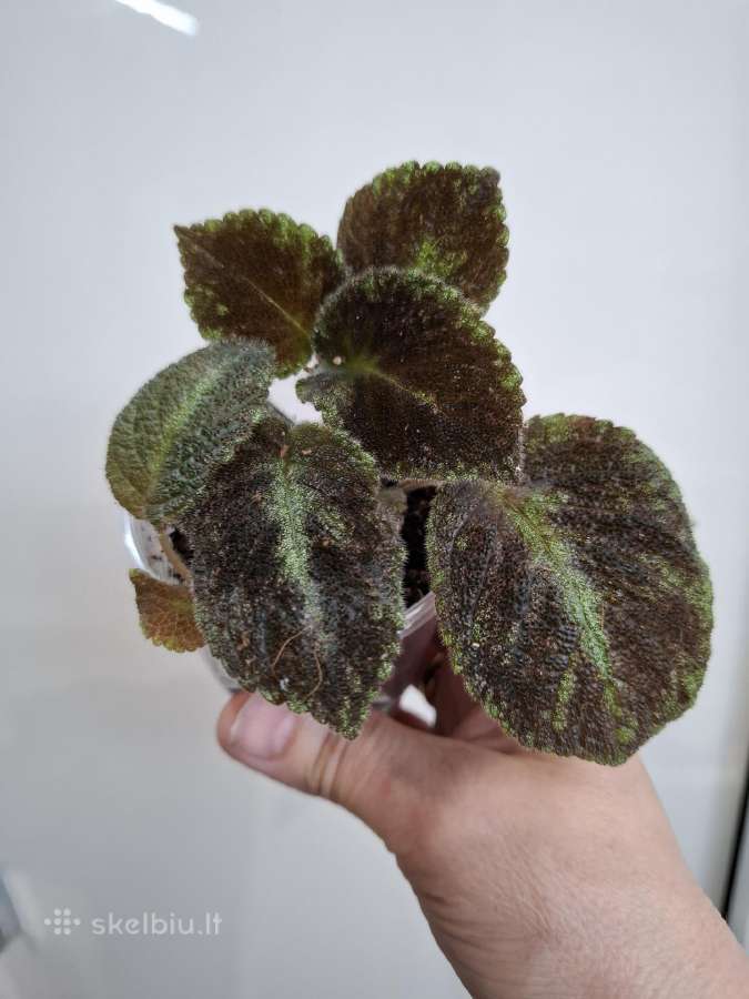 Episcia Emerald Velvet