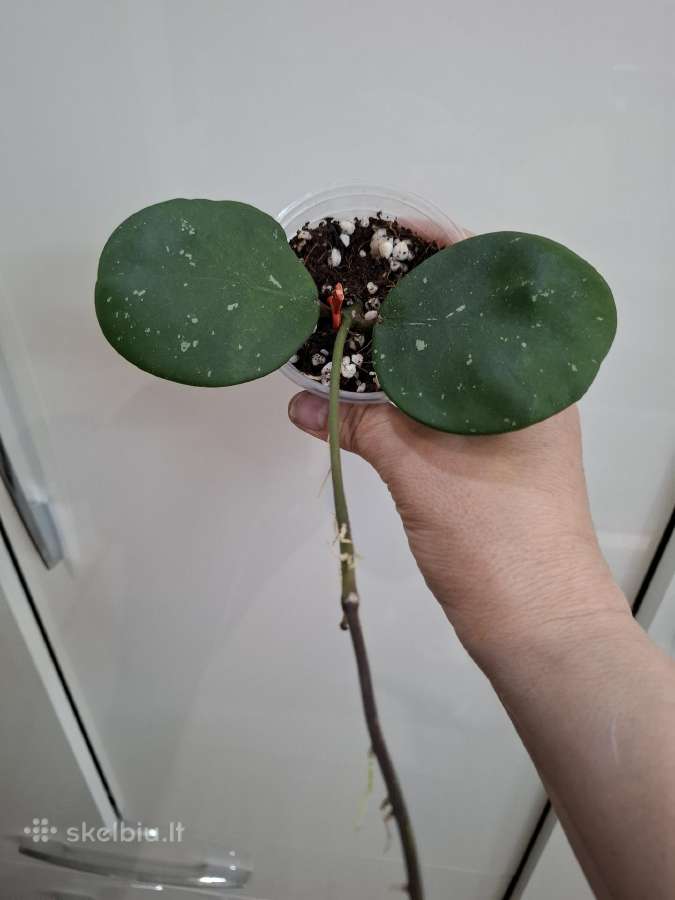 Hoya Obovata splash