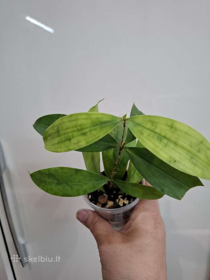 Dracaena surculosa