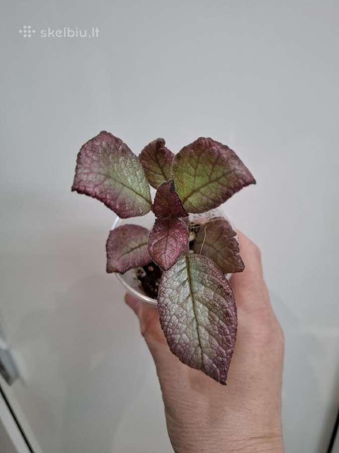 Episcia Pink Pearl