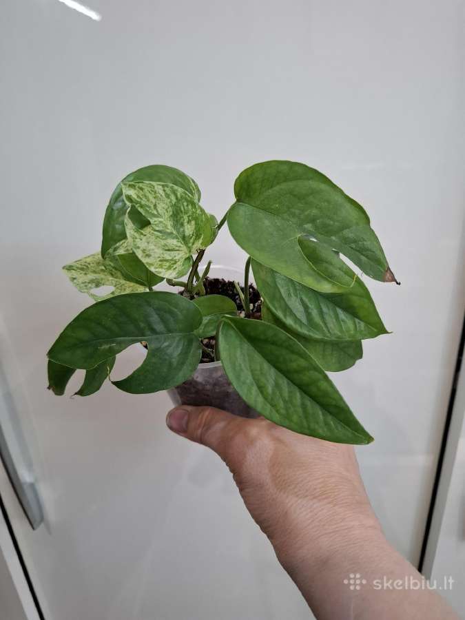 Epipremnum pinnatum Marble variegata