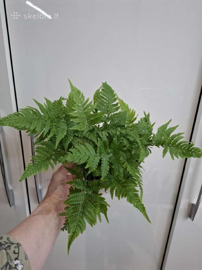 Dryopteris Erythrosora