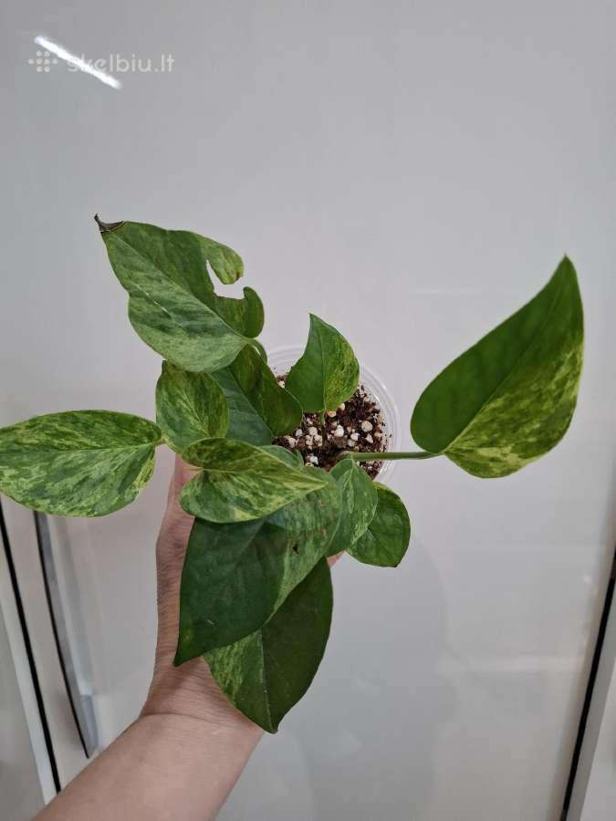 Epipremnum Snow Quenn