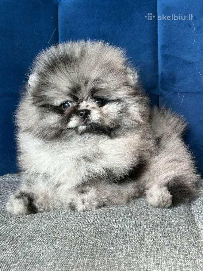 Dėmesio Meškiuko tipo babyface špiciukėžydraakė