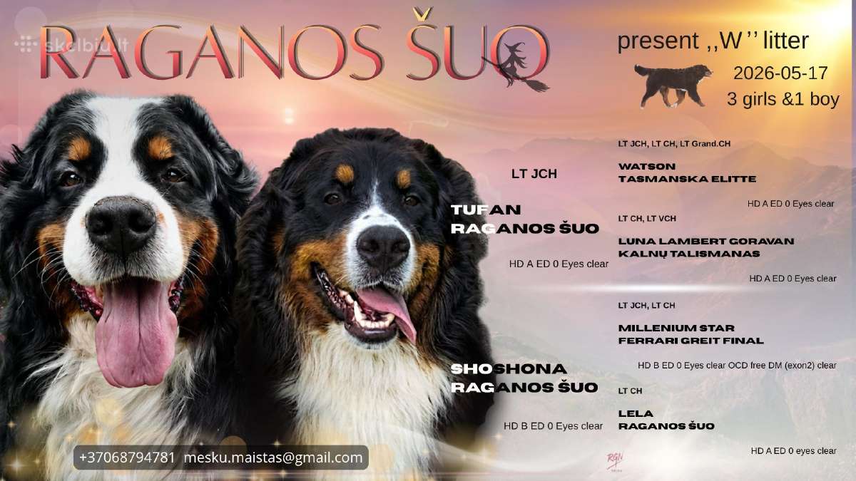 Veislyne "Raganos šuo" Berno Zenenhundų vada - nuotraukos Nr. 2