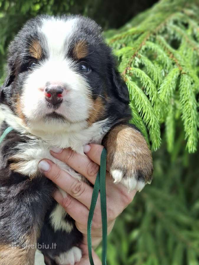 Veislyne "Raganos šuo" Berno Zenenhundų vada - nuotraukos Nr. 3