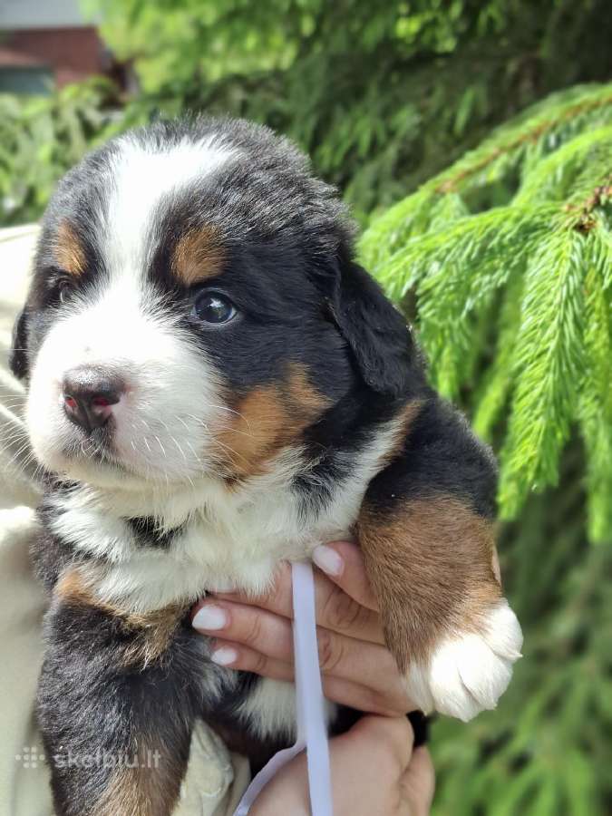 Veislyne "Raganos šuo" Berno Zenenhundų vada - nuotraukos Nr. 4