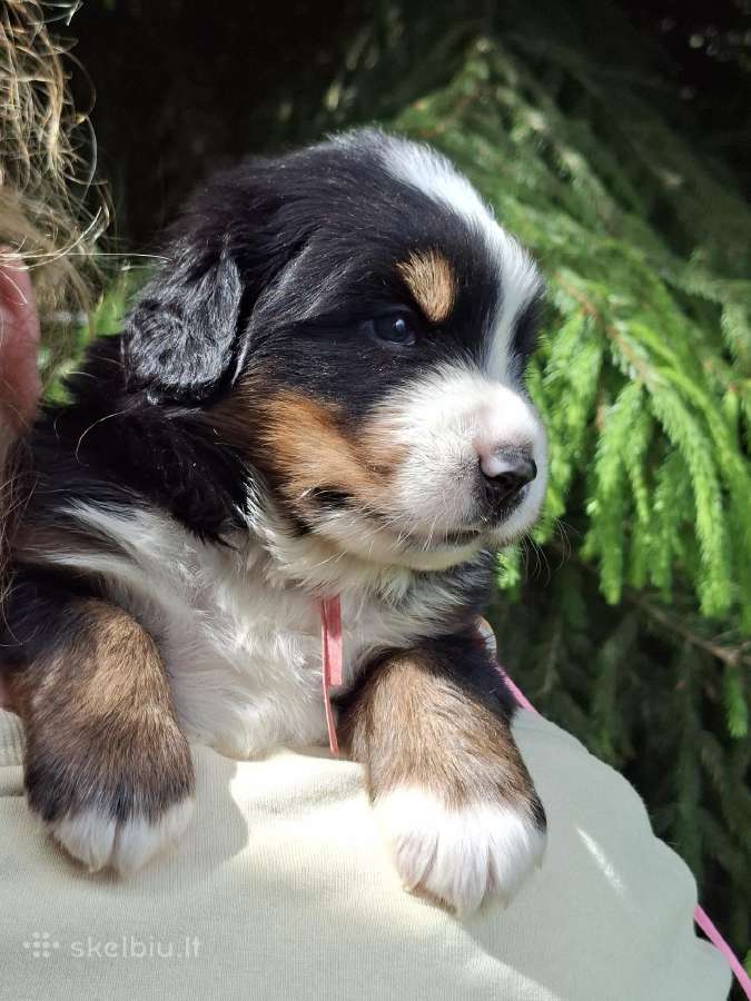 Veislyne "Raganos šuo" Berno Zenenhundų vada - nuotraukos Nr. 5