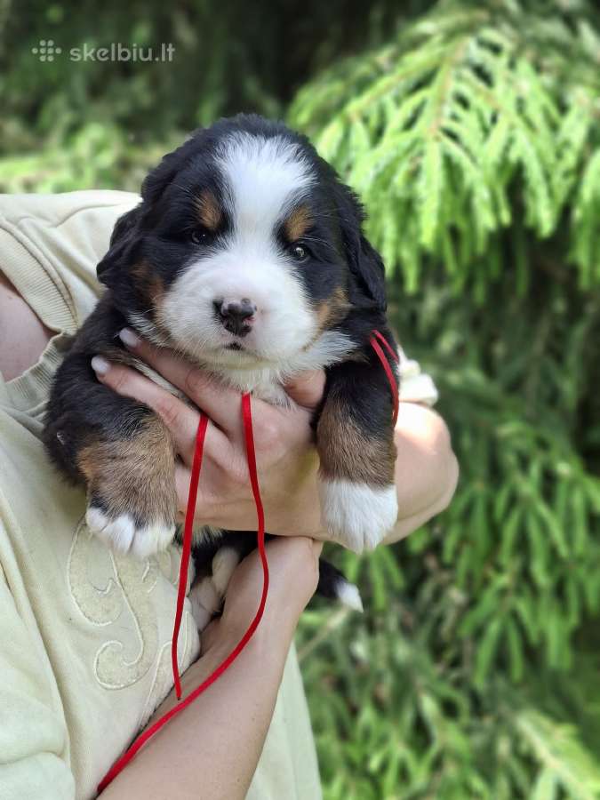 Veislyne "Raganos šuo" Berno Zenenhundų vada - nuotraukos Nr. 6