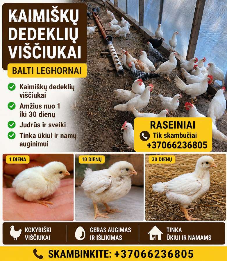 Kiaušiniai perinimui - nuotraukos Nr. 3