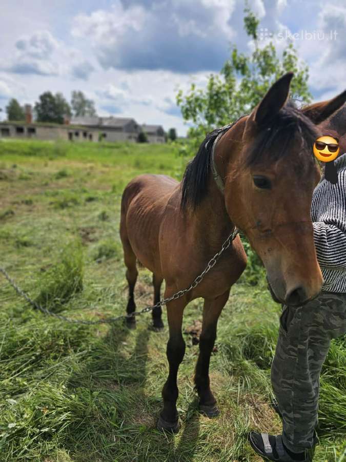 Žirgai