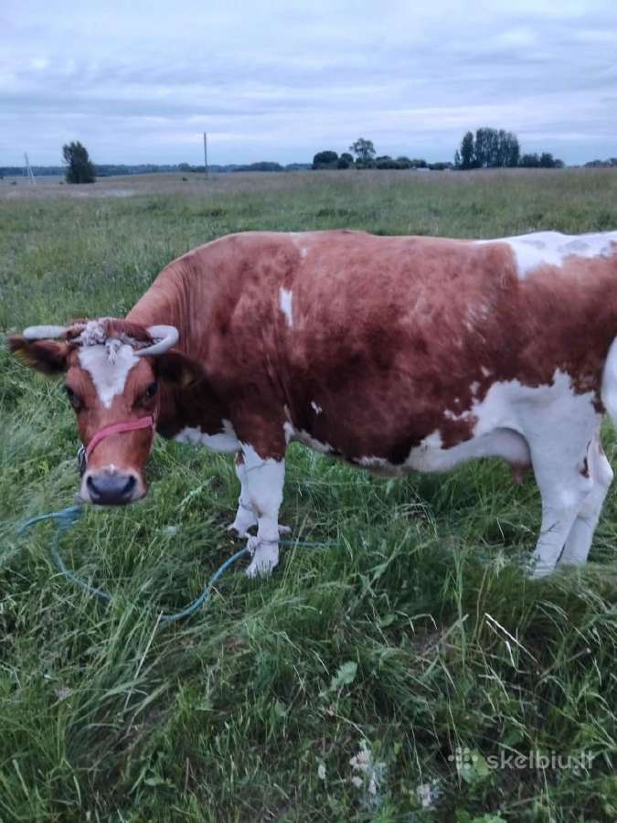 Parduodu pieninę karvę