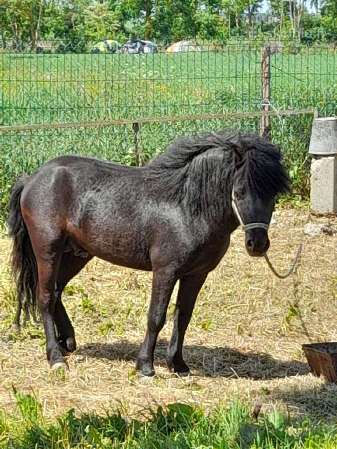 Parduodu poniuka