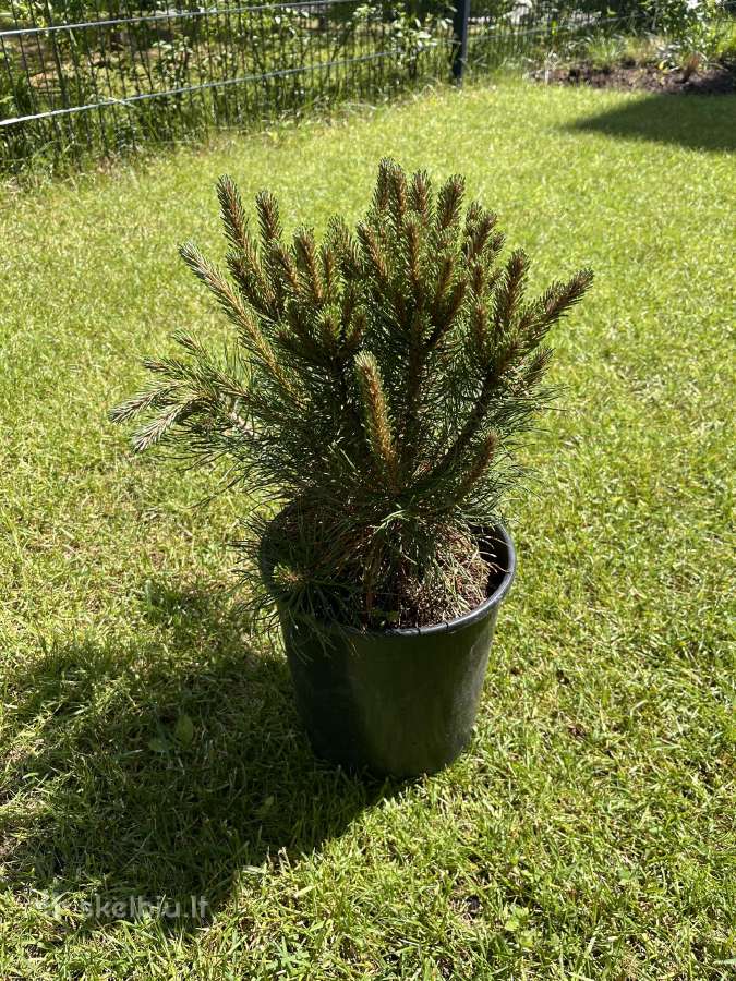 Kalninė pušis Pinus Mugo