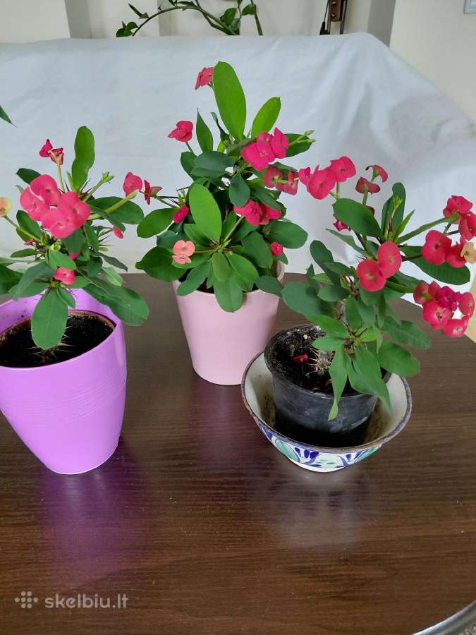 Parduodu euphorbia