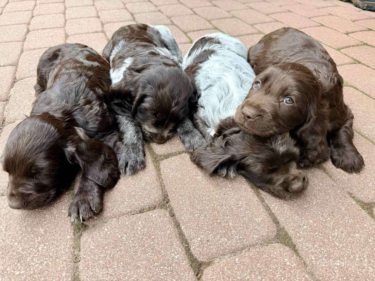 Vokiečių spanieliai (wachtellhund) šuniukai