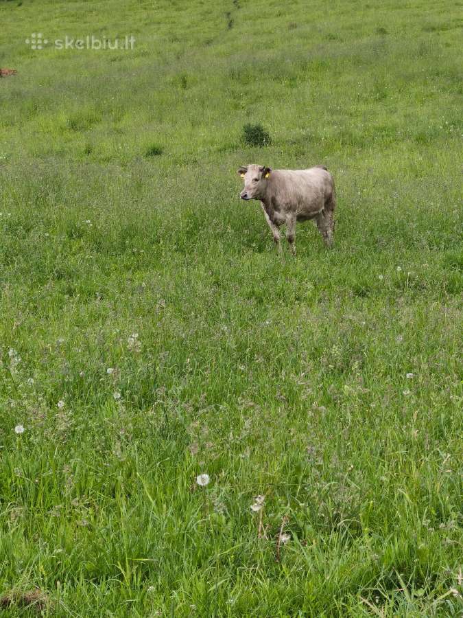 Telyčios/telyčaitės - nuotraukos Nr. 10
