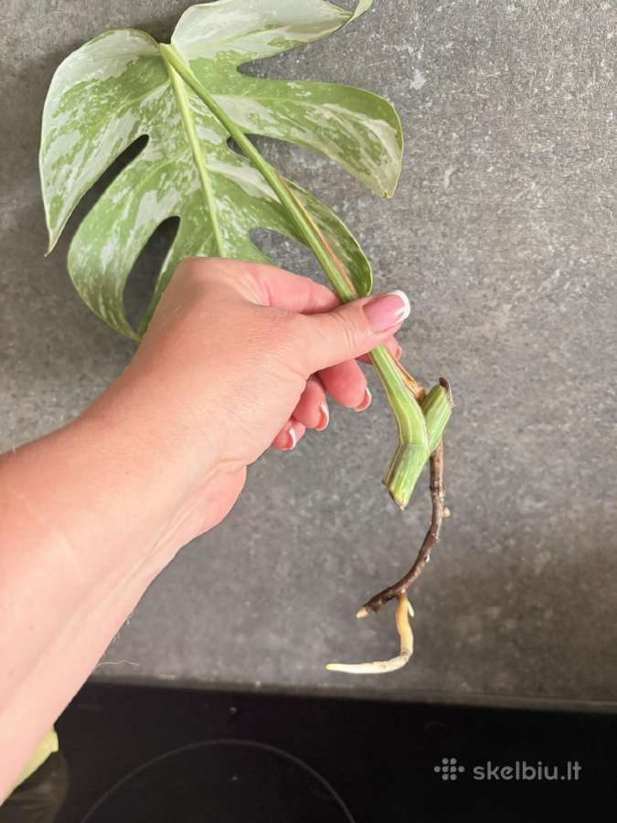 Monstera Borsigiana Albo Variegata