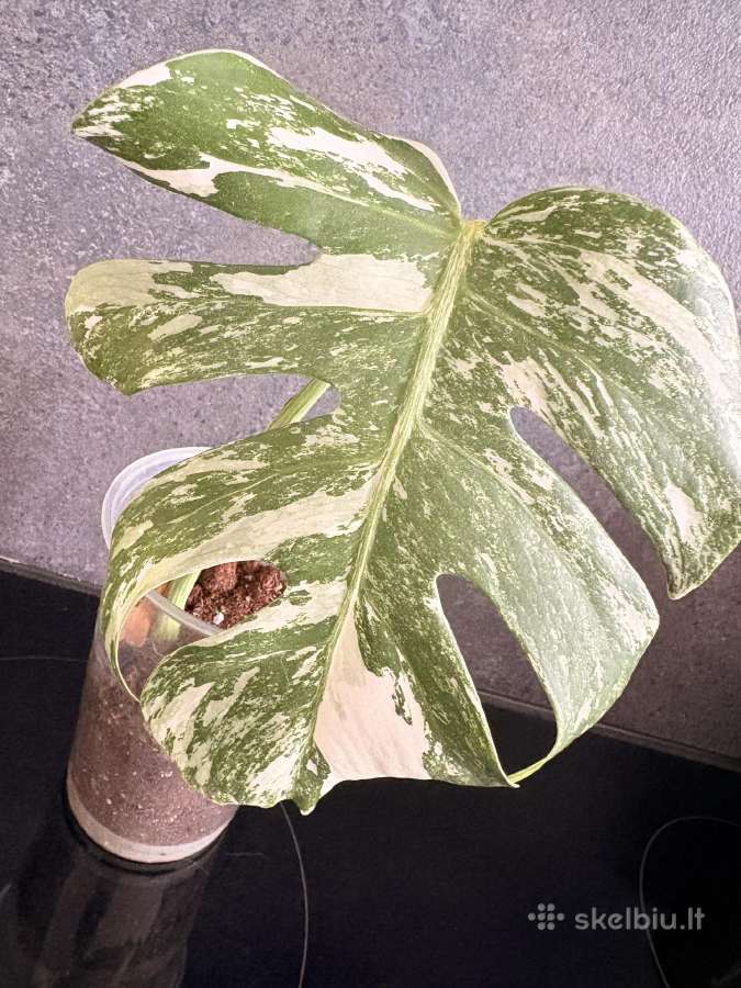 Monstera Borsigiana Albo Variegata - nuotraukos Nr. 2