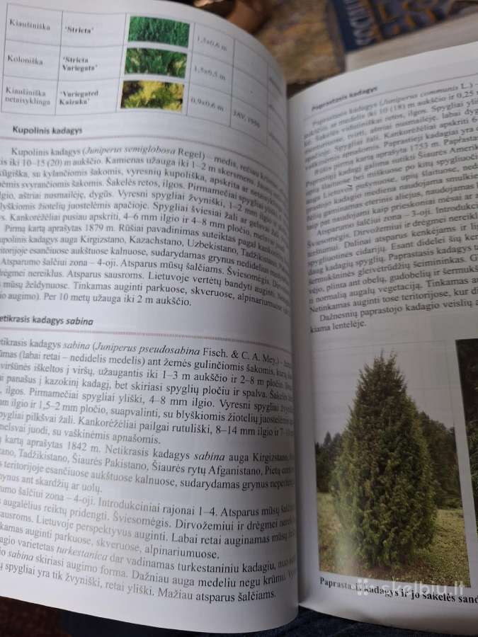 Spygliuočiai želdynuose - nuotraukos Nr. 3