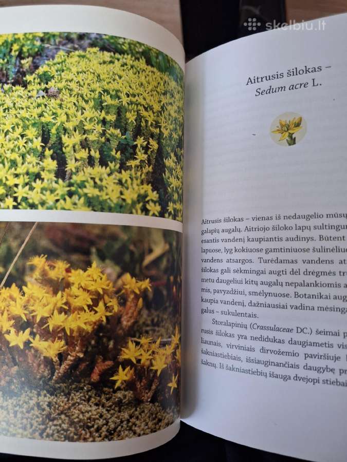 Nuodingieji augalai šalia mūsų - nuotraukos Nr. 5