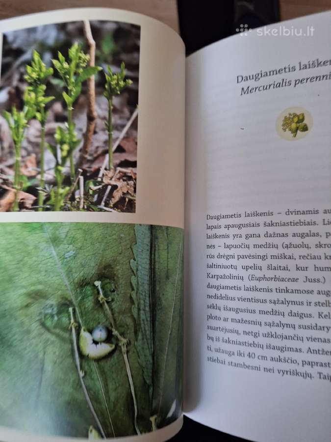 Nuodingieji augalai šalia mūsų - nuotraukos Nr. 6