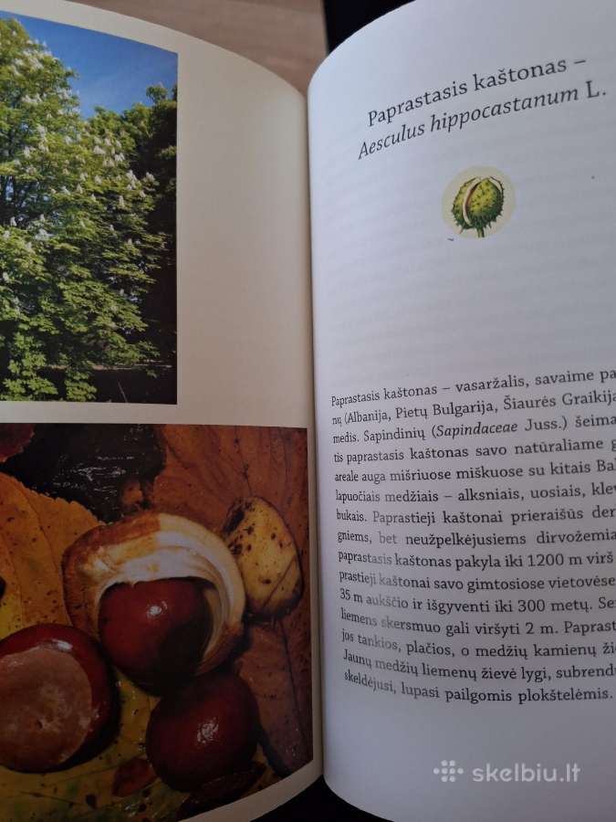 Nuodingieji augalai šalia mūsų - nuotraukos Nr. 8